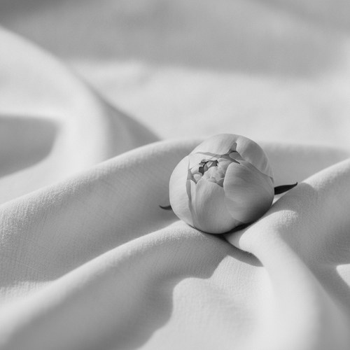 Black and white editorial portrait, soft studio light, calm tone. Labiaplasty commentary by Dr. Frank Agullo, MD, FACS.